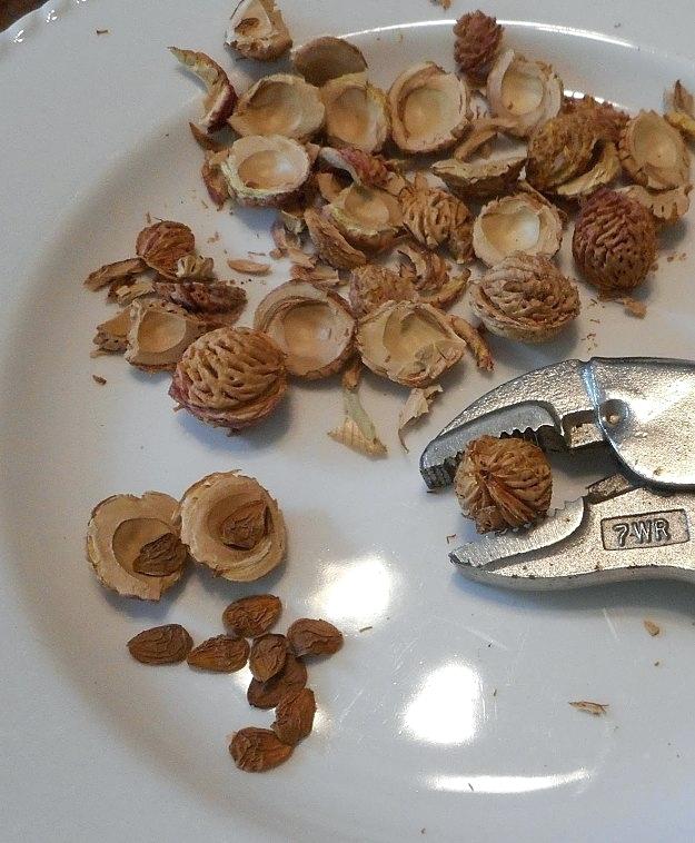 Şeftali Diyeti İle 3 Günde 3 Kilo Nasıl Verilir? 4 seftali cekirdegi