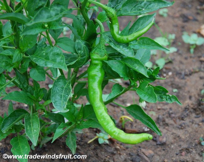 Sabah Kahvaltıda Taze Biber Yemenin Faydasını Bir Bilseydiniz 6 sviribiber3