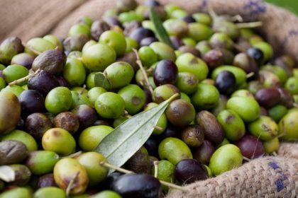 Zeytin Alırken Bunu Hep İhmal Ediyoruz! 24 Zeytin alırken