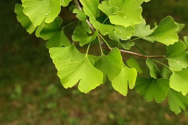 Ginkgo Biloba