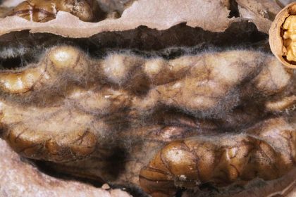 Cevizdeki Aflatoksin Tehlikesi, Alırken Mutlaka Bakın 22 ceviz