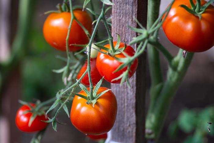 Bu Belirtiler Sizde Varsa Domates Yemeye Ara Verin 9 domates yapragi