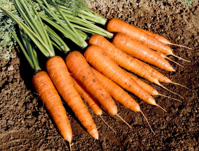 Vücuttaki Ürik Asidi Düşürebilecek 8 Besin 9 havuc