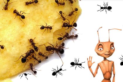 Karıncalara Zarar Vermeden Uzaklaştırmanın Hiç Duymadığınız 5 Doğal Yolu 16 karıncalara zarar vermeden kurtulmak