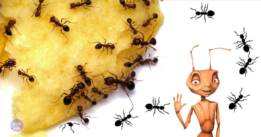 karıncalara zarar vermeden kurtulmak