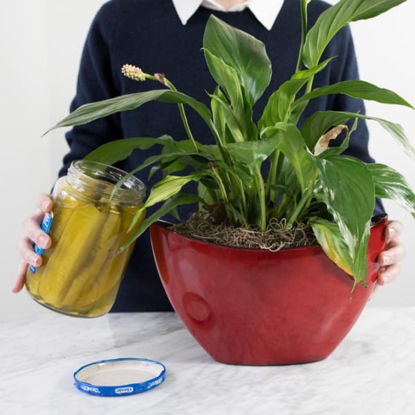 Turşu Suyu ile Yapabileceğiniz 10 Farklı Şey 11 tursu suyu5