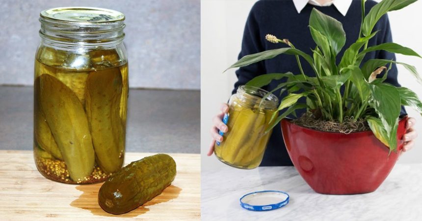 Turşu Suyu ile Yapabileceğiniz 10 Farklı Şey 1 tursu suyuyla neler yapilir