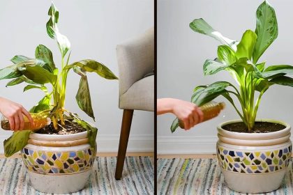 Çiçekleriniz Eskisinden Daha Canlı Görünecek 8 cicek