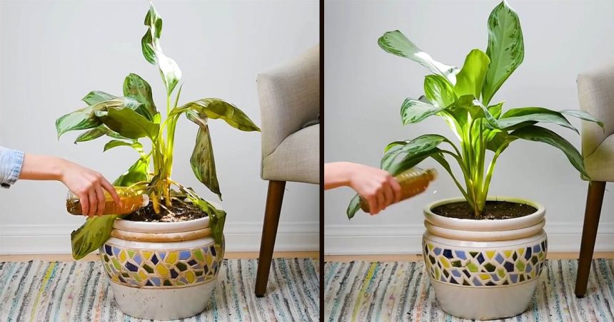 Çiçekleriniz Eskisinden Daha Canlı Görünecek 1 cicek