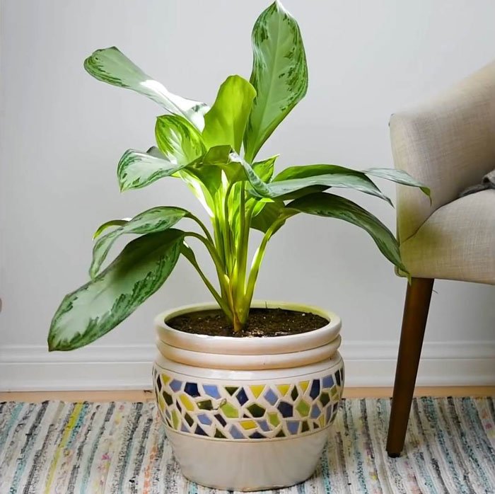 Çiçekleriniz Eskisinden Daha Canlı Görünecek 3 cicek2