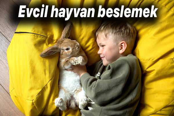 Evcil Hayvan Beslemenin Faydaları Nelerdir? 2 evcil hayvan beslemek