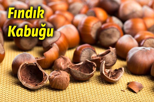 Saplarını Hep Attık Meğer İyi Geldiği Kadar Çok Hastalık Var ki 13 fındık kabuğu
