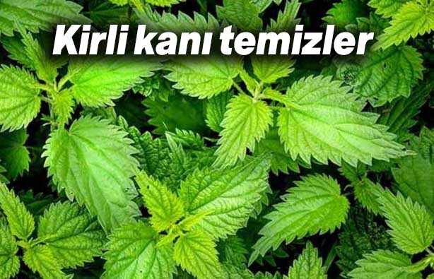 Vücudunuzu Nikotinden Temizleyen Süper Besinler 5 kirli kani temizler