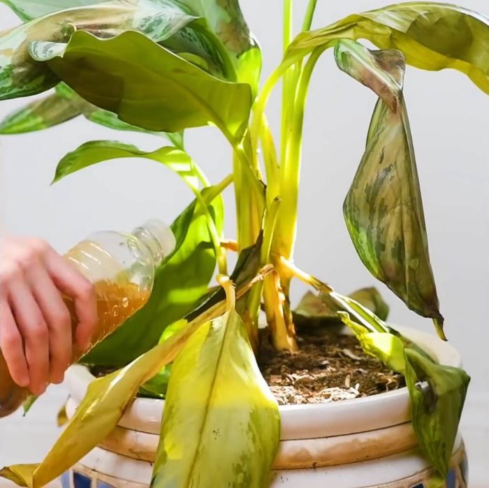 Çiçekleriniz Eskisinden Daha Canlı Görünecek 2 pasli4 e1570102406623