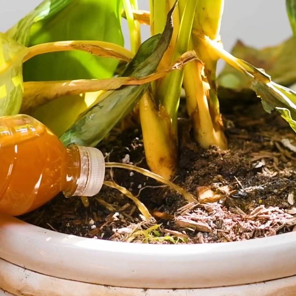 Çiçekleriniz Eskisinden Daha Canlı Görünecek 8 pasli5