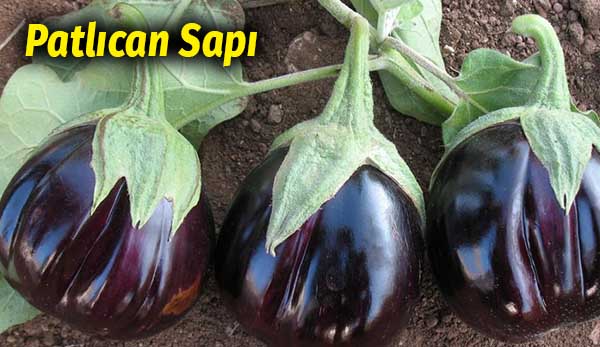 Saplarını Hep Attık Meğer İyi Geldiği Kadar Çok Hastalık Var ki 2 patlıcan sapı