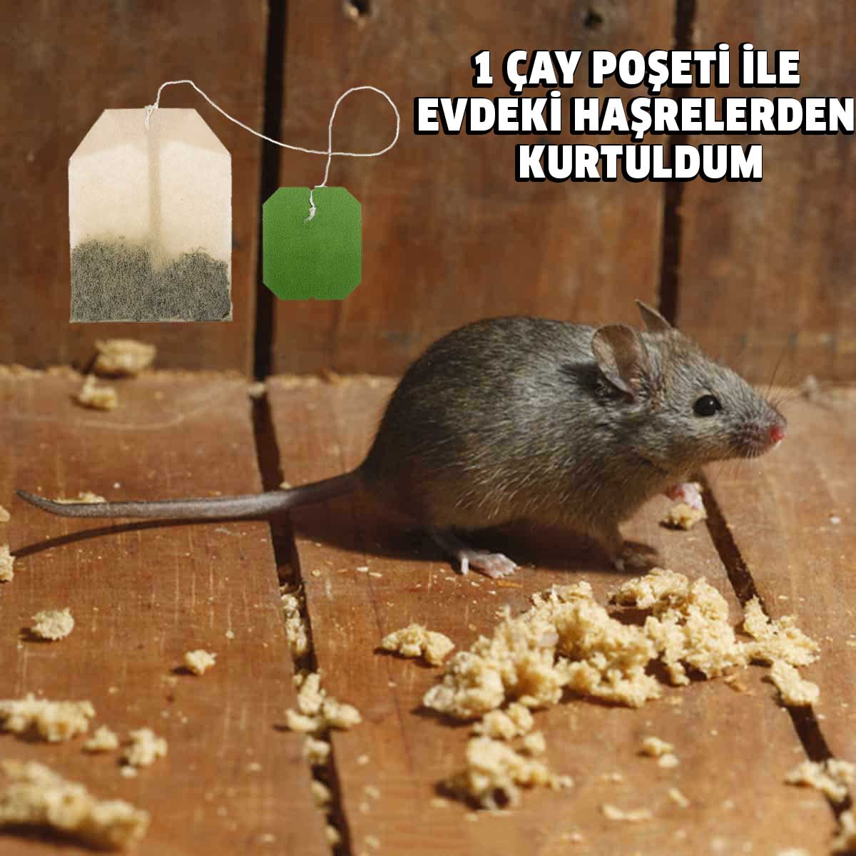 Çay Poşeti İle Haşaratlardan Nasıl Kurtulursunuz 3 poset hasereler