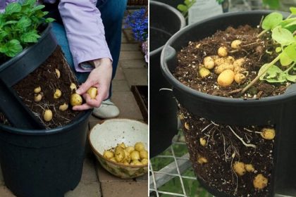 evde kendi patatesinizi nasil yetistirirsiniz