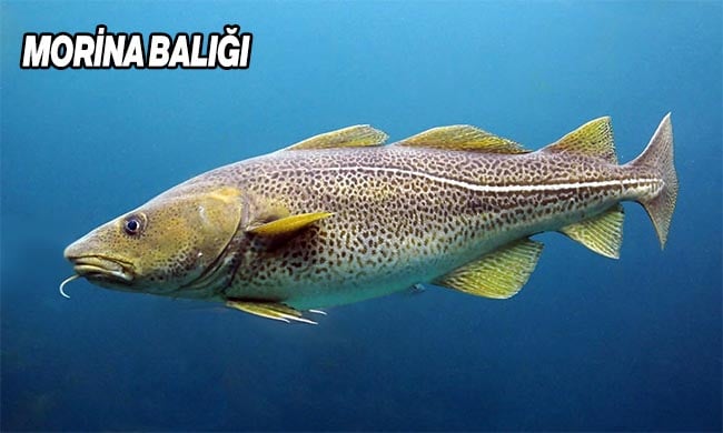 Kolajen Eksiği Nasıl Giderilir Hangi Besinleri Yemeliyiz? 12 morina baligi