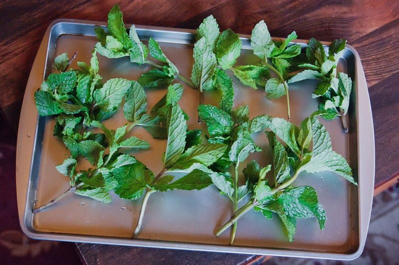 Örümcekleri Evinizden Nasıl Uzaklaştırırsınız 6 nane32