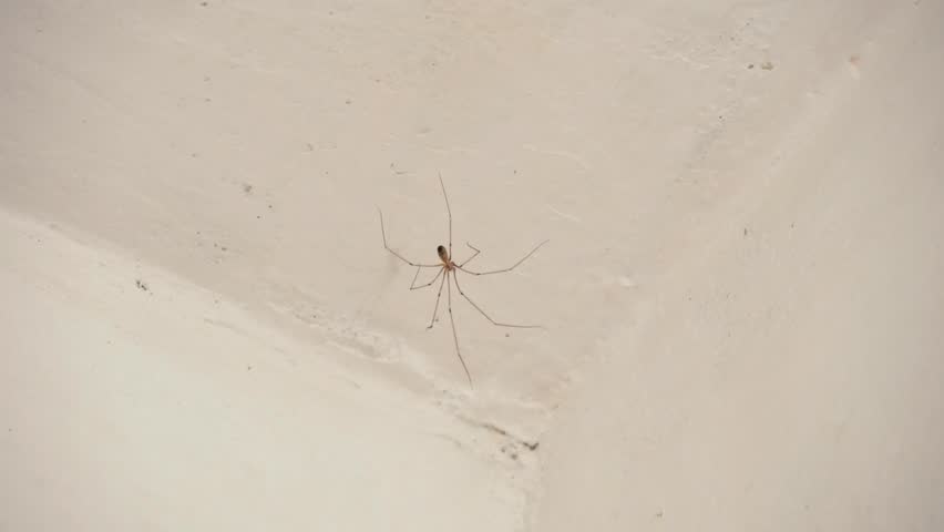 Örümcekleri Evinizden Nasıl Uzaklaştırırsınız 4 orumcek2