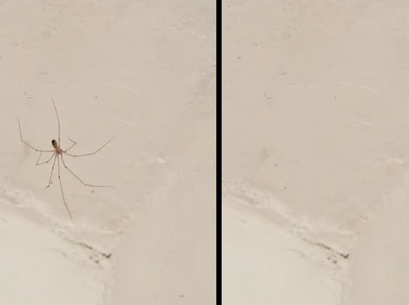 Örümcekleri Evinizden Nasıl Uzaklaştırırsınız 5 orumceks