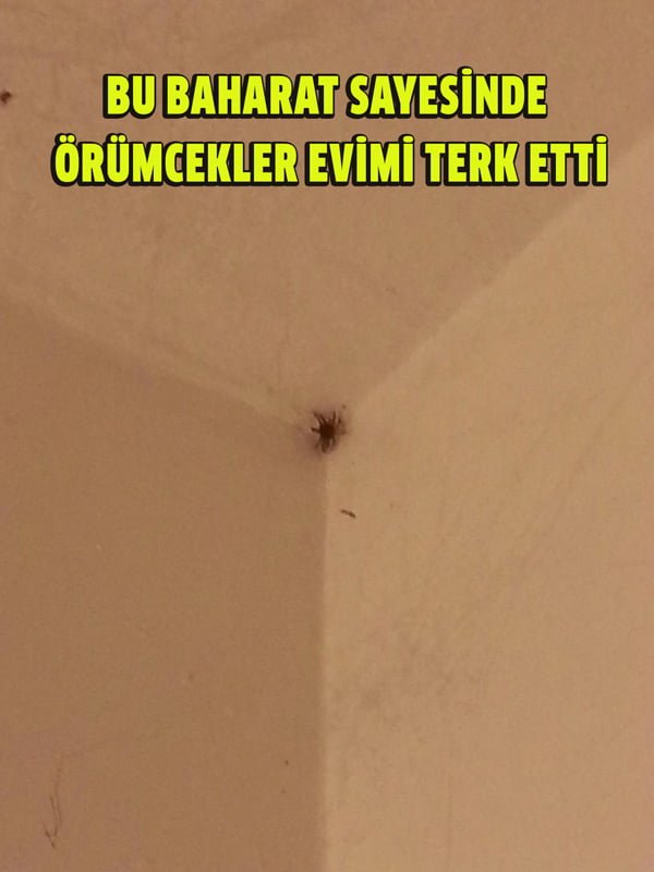 Örümcekleri Evinizden Nasıl Uzaklaştırırsınız 3 orumceks3