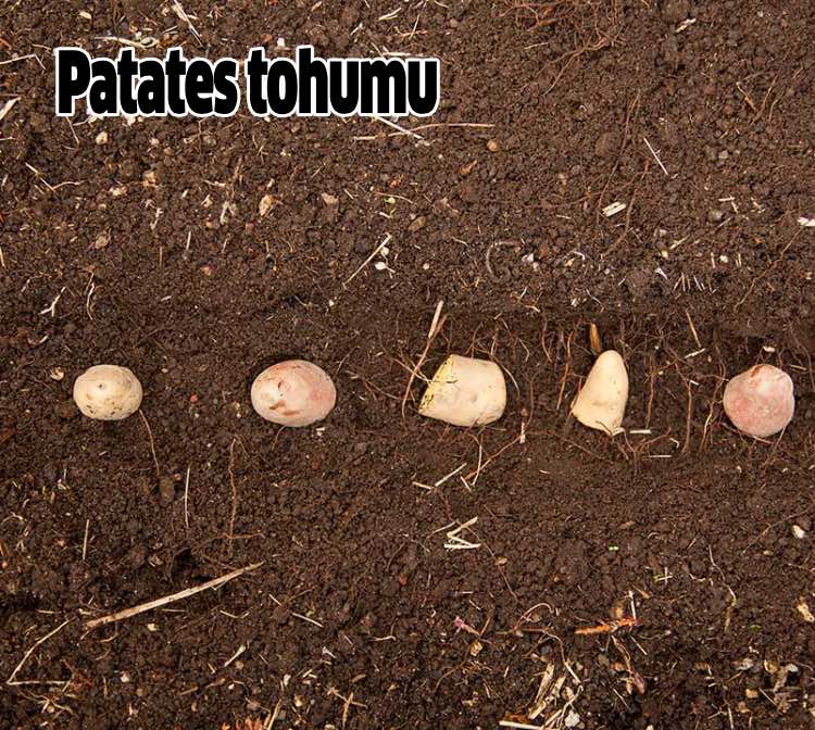 Evde Kendi Patatesinizi Nasıl Yetiştirirsiniz? 2 patates tohumu