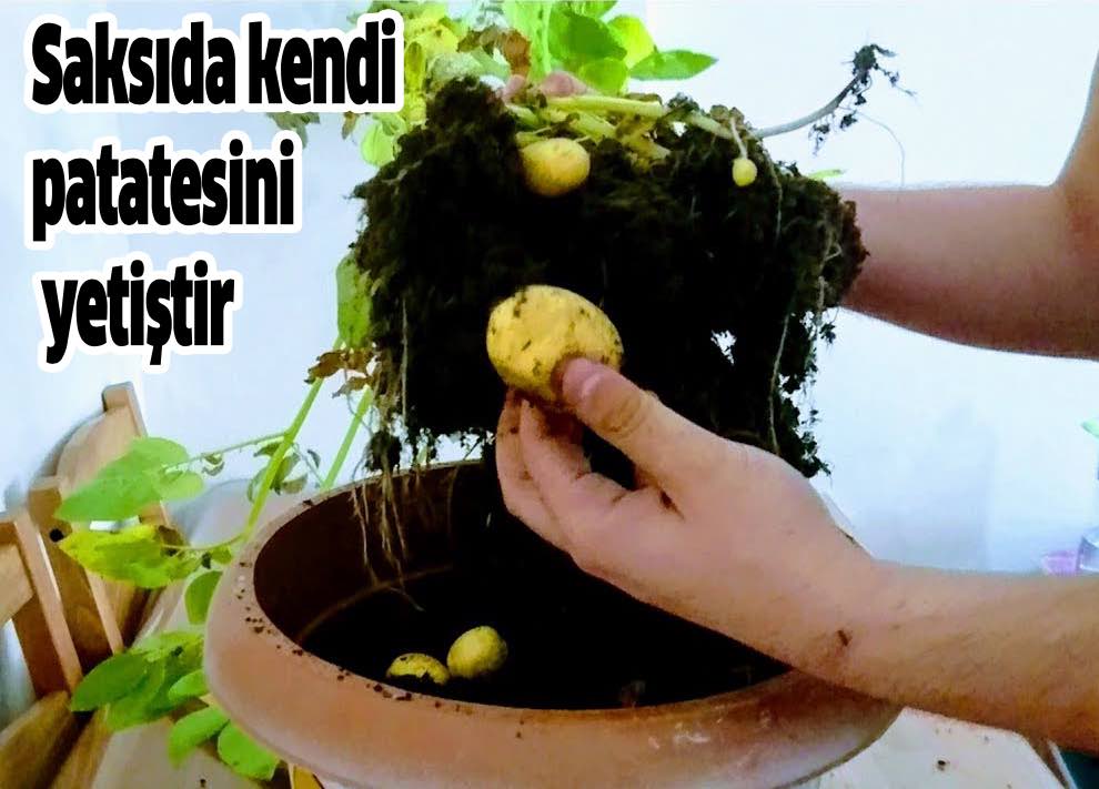 Evde Kendi Patatesinizi Nasıl Yetiştirirsiniz? 5 saksida patates yetistir