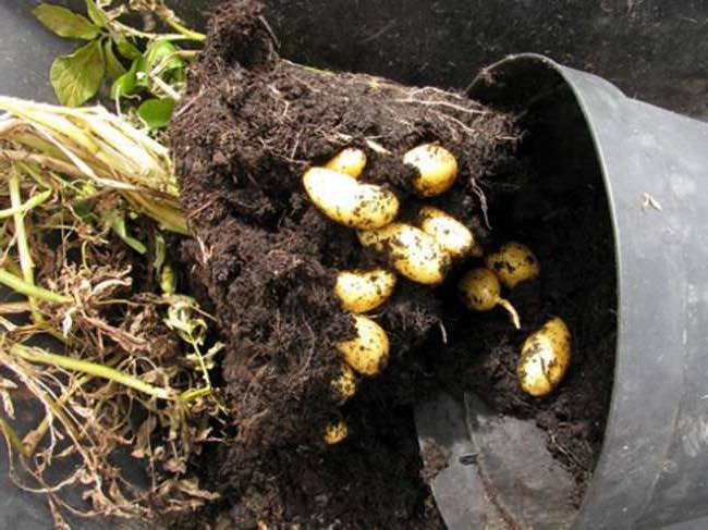 Evde Kendi Patatesinizi Nasıl Yetiştirirsiniz? 3 saksida patates