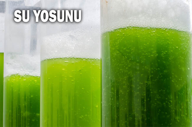 Kolajen Eksiği Nasıl Giderilir Hangi Besinleri Yemeliyiz? 11 su yosunu