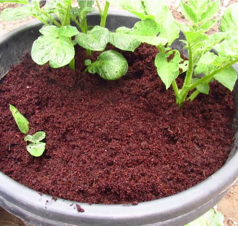 Evde Kendi Patatesinizi Nasıl Yetiştirirsiniz? 4 uygulanisi patates