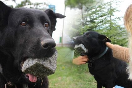 anne kopek 3 yildiz agzinda neden tas tasiyor nedeni biraz uzebilir