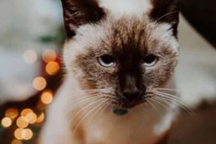 kaybolan kedinin boynundaki not uzdu