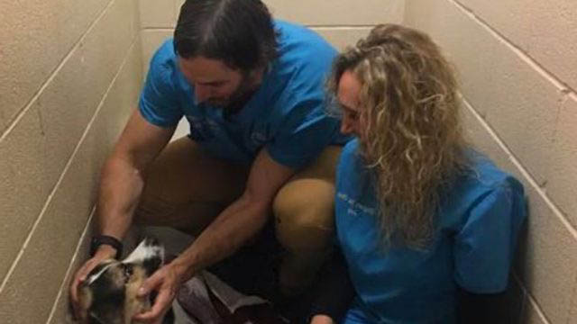 Sahibi Onu Terk Etmişti! Boynundaki Notu Görenler İse Gözyaşlarını Tutamadı. 2 kaybolan kedinin boynundaki not