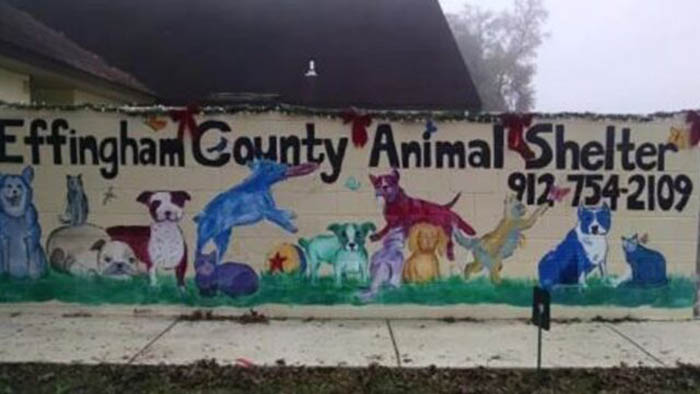 Sahibi Onu Terk Etmişti! Boynundaki Notu Görenler İse Gözyaşlarını Tutamadı. 4 sahibi onu terketmisti 2