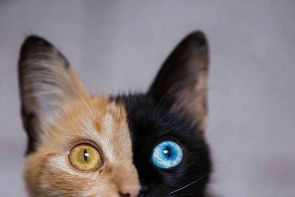 12502002 242713686060036 2147336098 n