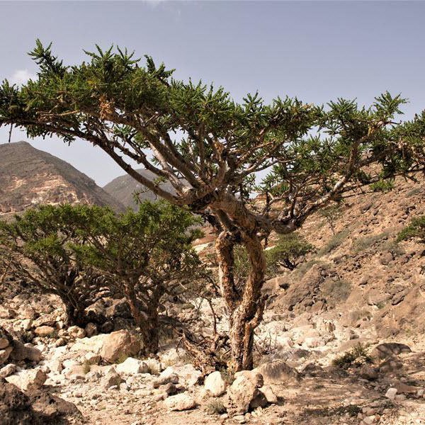 Faydaları Saymakla Bitmeyen Bitki 3 akgunluk agaci