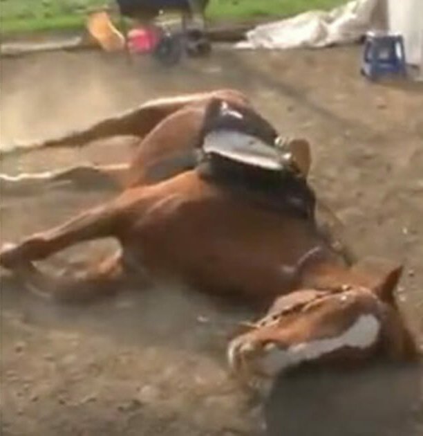 Üstüne Binildiğinde Ö-lü Taklidi Yapan At 2 at3