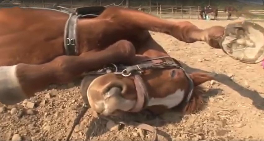 Üstüne Binildiğinde Ö-lü Taklidi Yapan At 4 attaklit