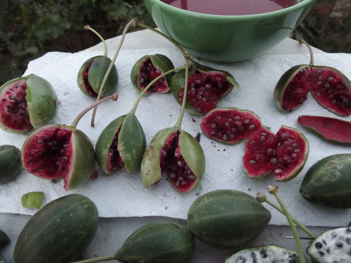 Bu Bitki Balgam ve İdrar Söktüyor, Felç Riskini Azaltıyor ve Gutu Yeniyor! 7 kapari bitkisi nasil yenir