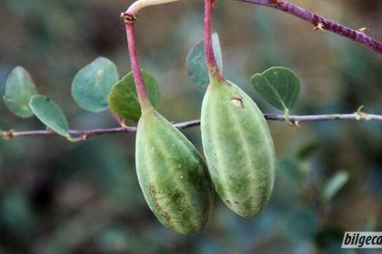 kapari cicegi faydalari