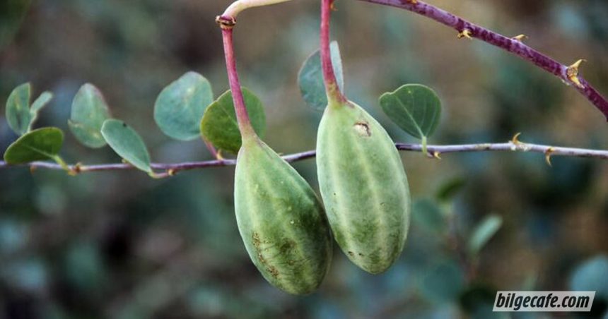 Bu Bitki Balgam ve İdrar Söktüyor, Felç Riskini Azaltıyor ve Gutu Yeniyor! 1 kapari cicegi faydalari