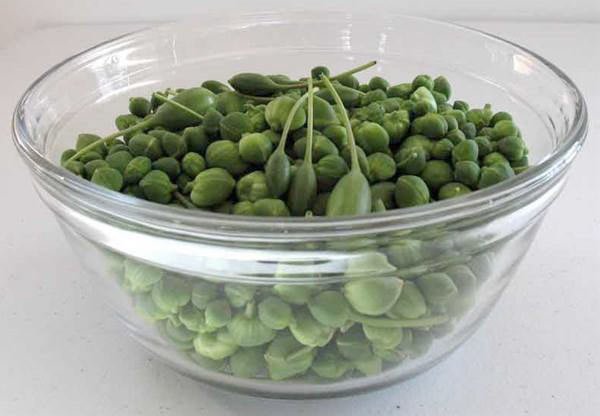 Bu Bitki Balgam ve İdrar Söktüyor, Felç Riskini Azaltıyor ve Gutu Yeniyor! 6 kapari kasede