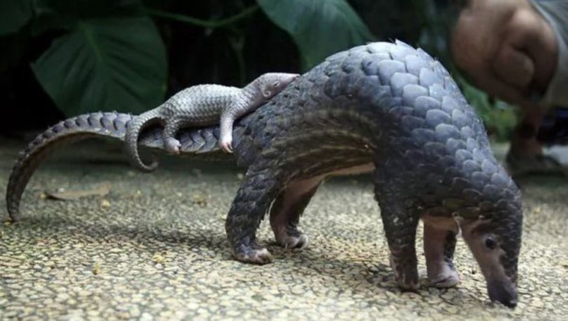 pangolin