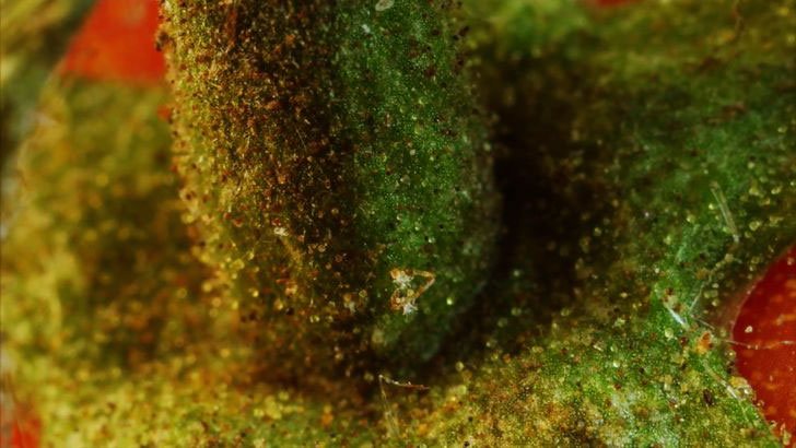 Test: Günlük Hayatta Kullandığımız Nesneleri Yakından Bakınca Tanıyabilecek Misin? 10 domates yakindan