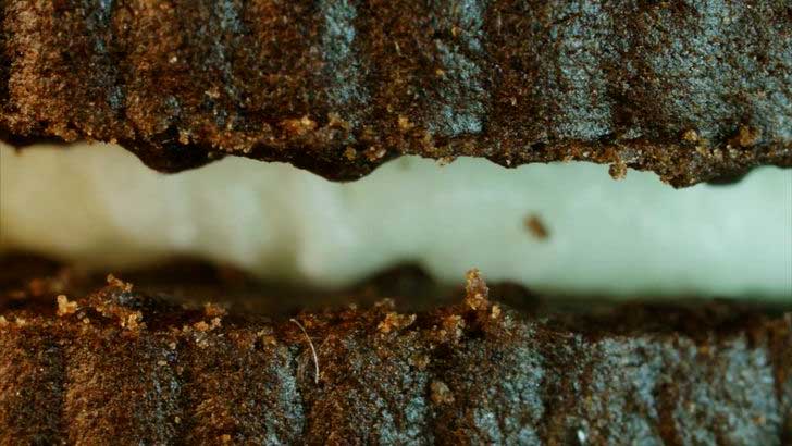 Test: Günlük Hayatta Kullandığımız Nesneleri Yakından Bakınca Tanıyabilecek Misin? 7 oreo yakindan