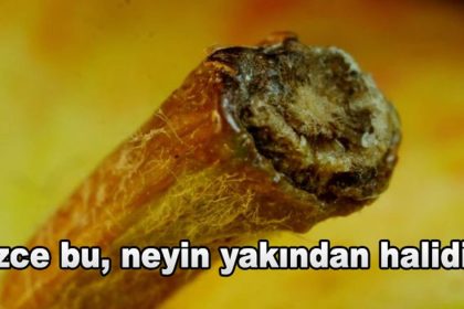 Test: Günlük Hayatta Kullandığımız Nesneleri Yakından Bakınca Tanıyabilecek Misin? 24 yakindan uzaktan kapak