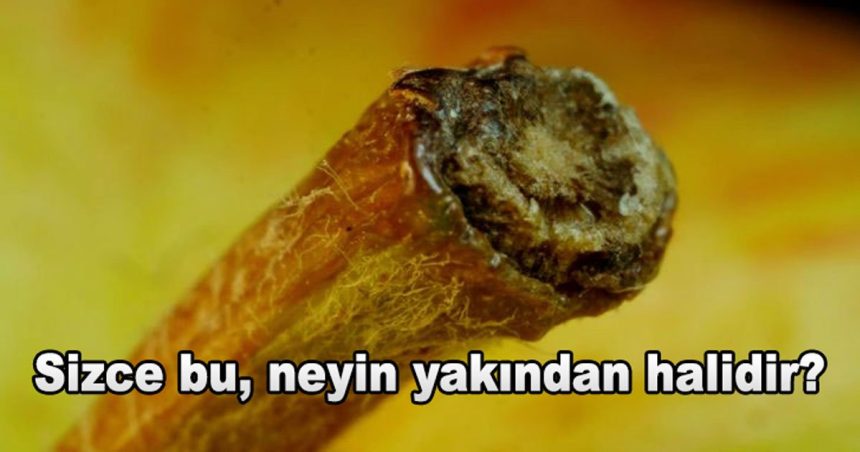 Test: Günlük Hayatta Kullandığımız Nesneleri Yakından Bakınca Tanıyabilecek Misin? 1 yakindan uzaktan kapak