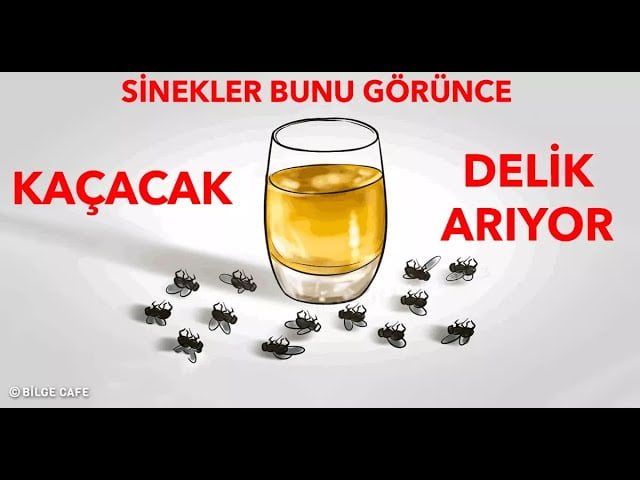 Sineklerden Kurtulmanın 4 Doğal Yolu